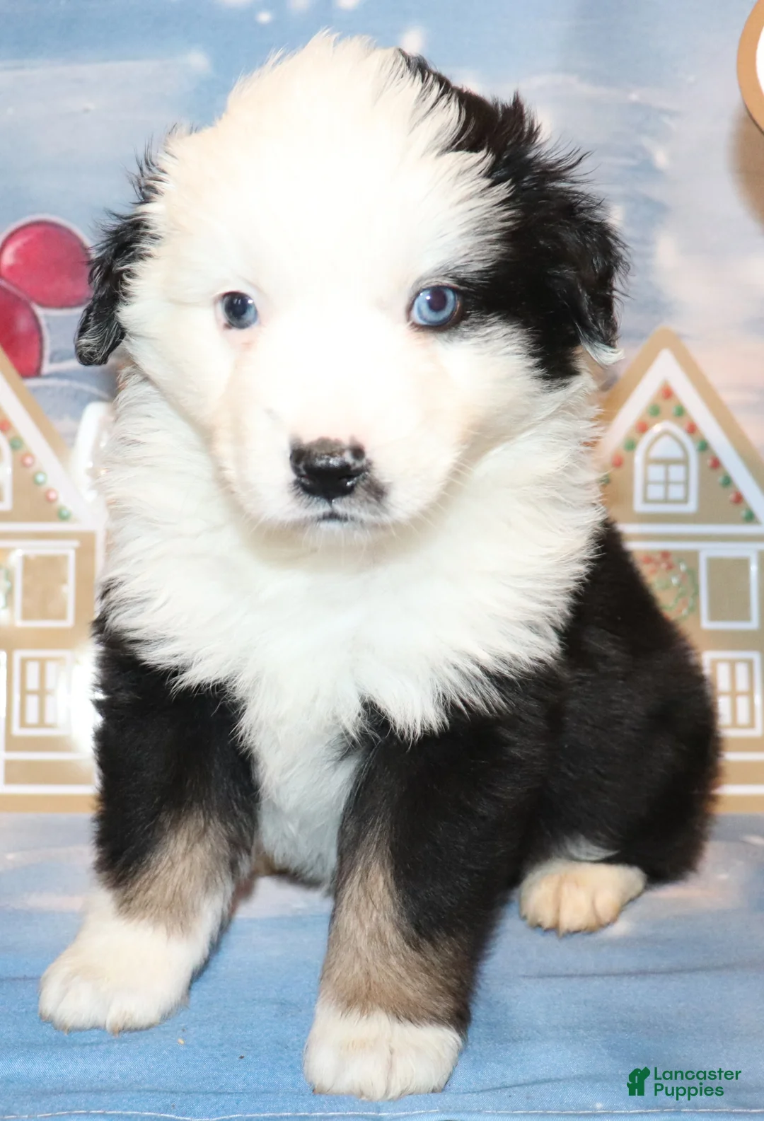 Miniature Australian Shepherd dogs for sale: Teddy - Ad 3
