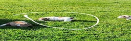 English Bulldog dogs for sale: Rio Grande - Ad 13