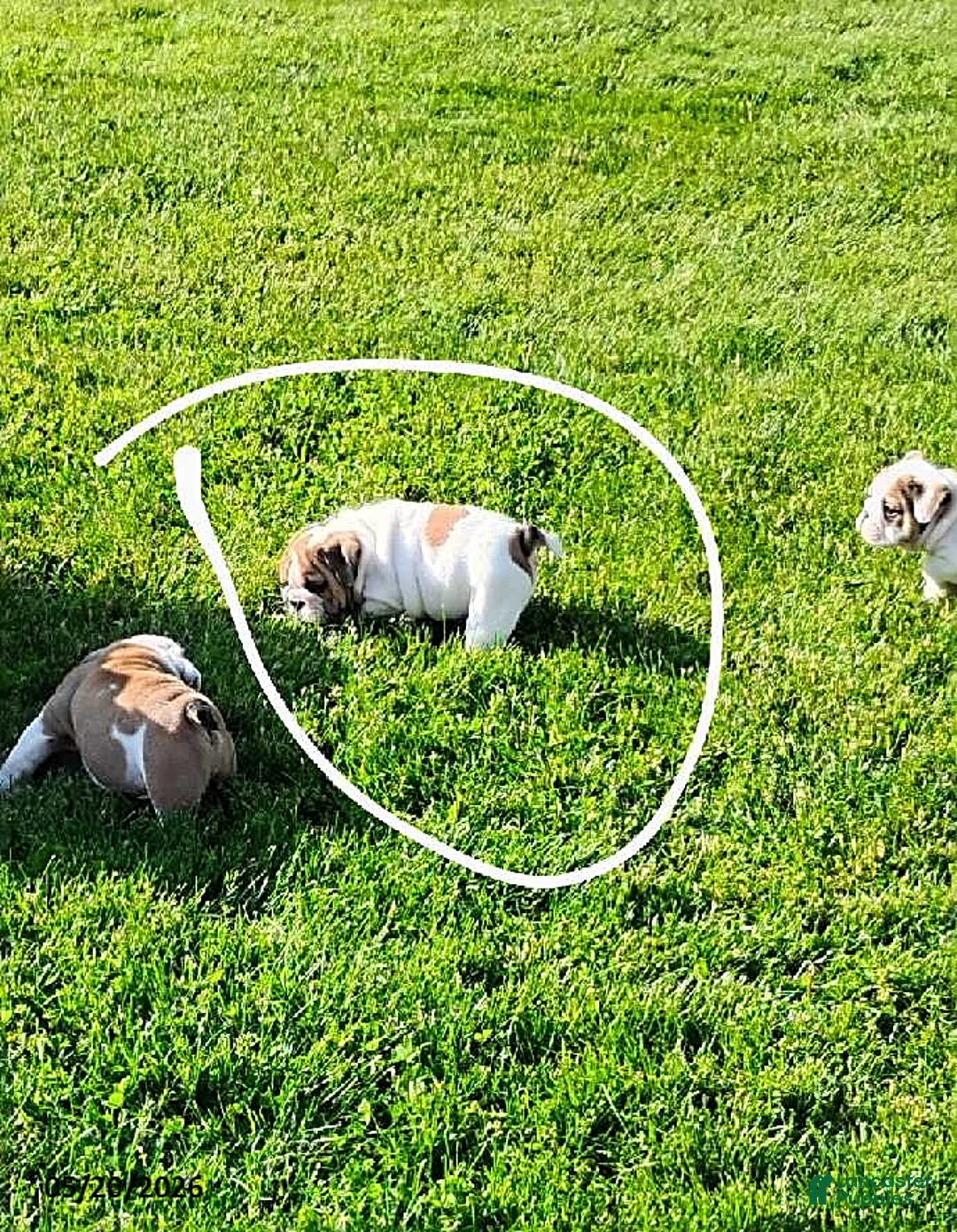English Bulldog dogs for sale: Rio Grande - Ad 13