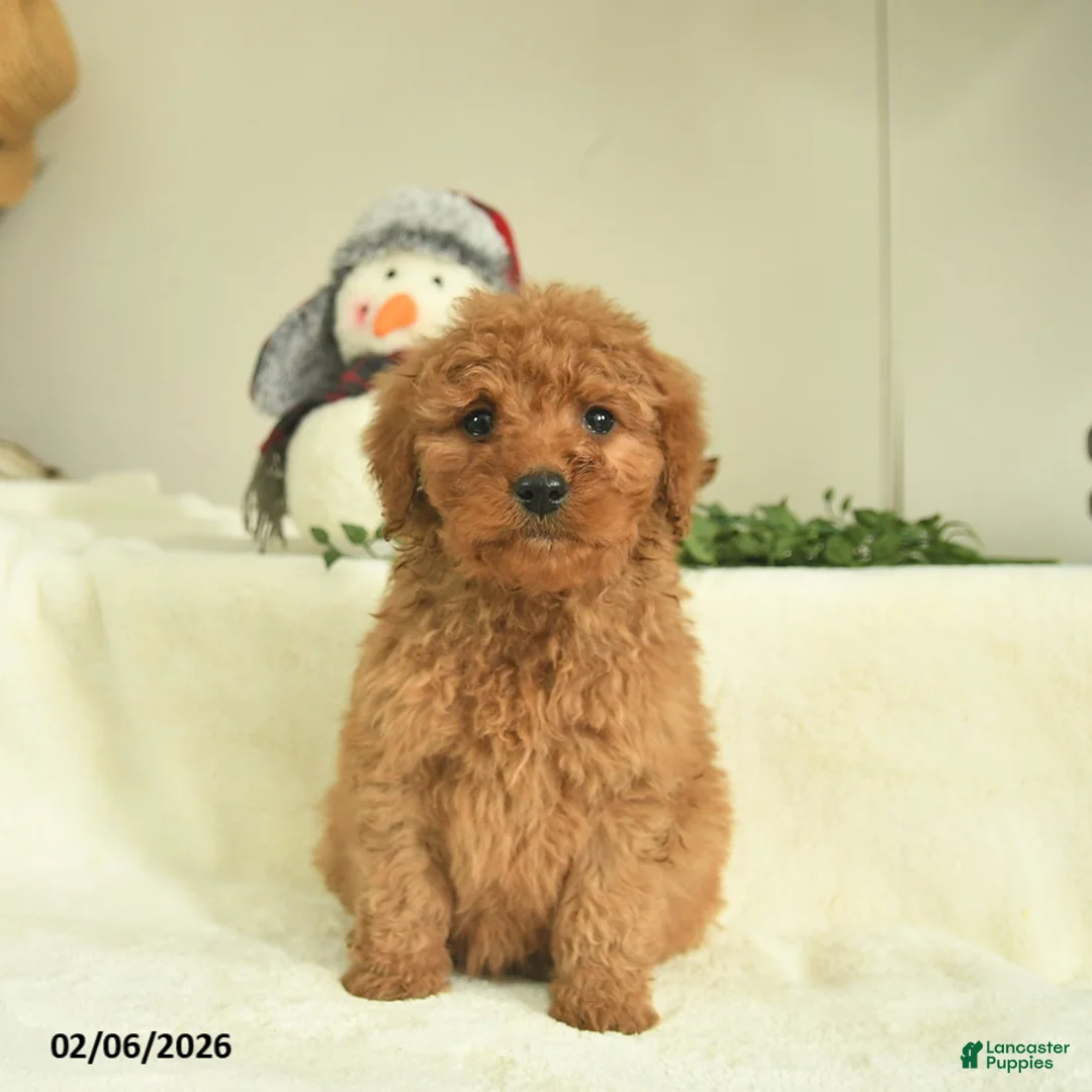 Goldendoodle dogs for sale: Dawn  - Ad 1