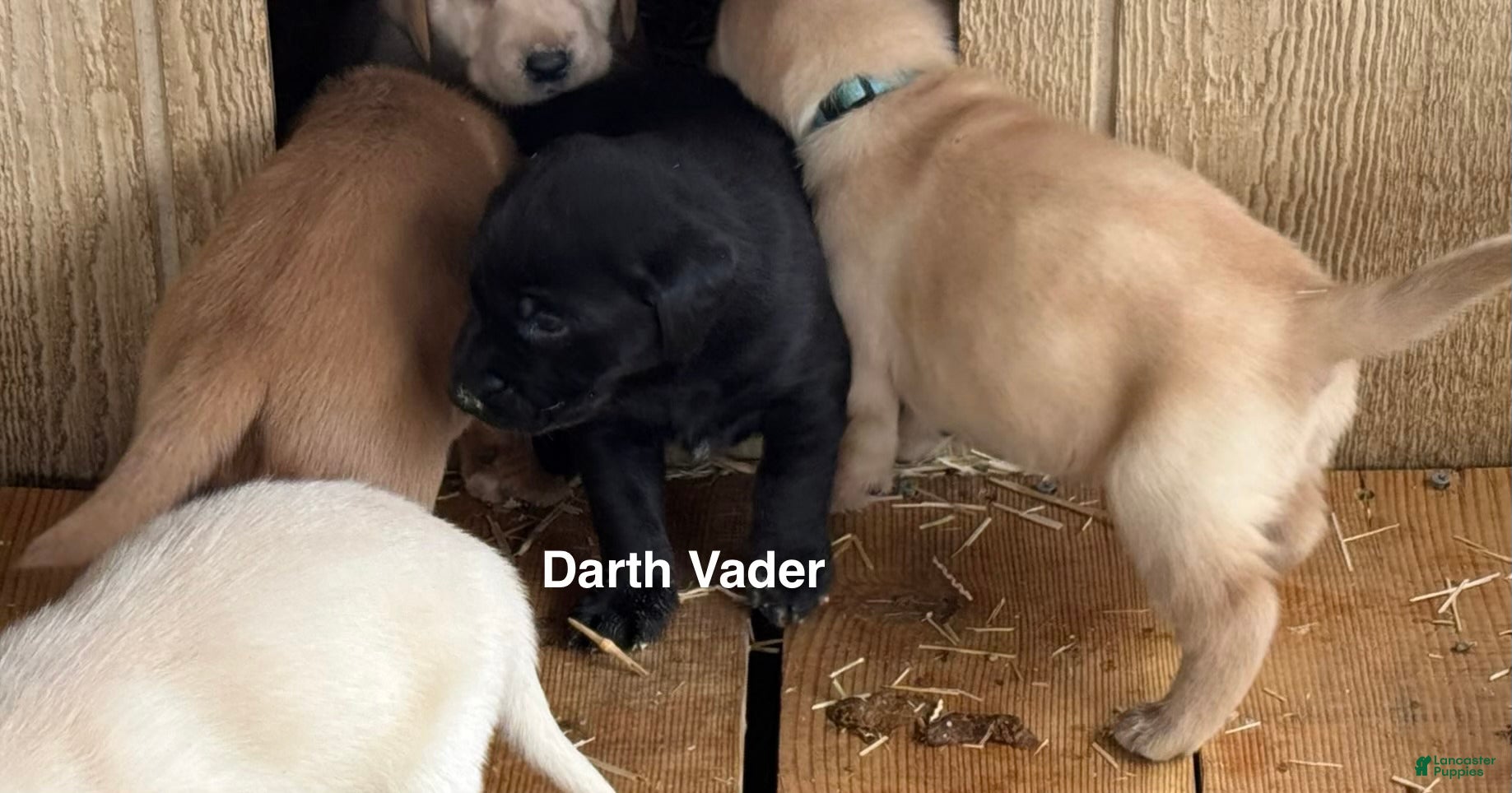 Labrador Retriever dogs for sale: black Darth Vader - Ad 3