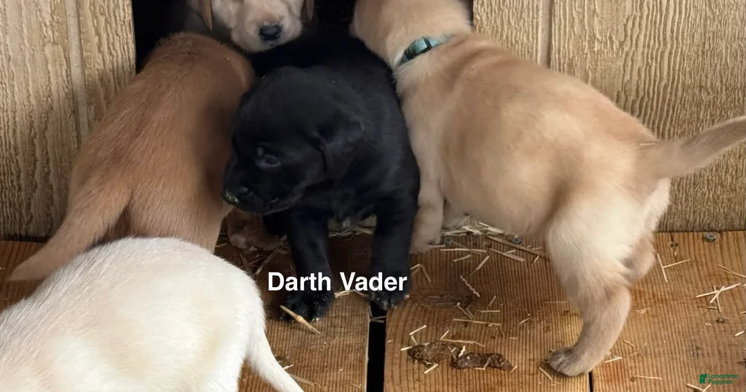 Labrador Retriever dogs for sale: black Darth Vader - Ad 1