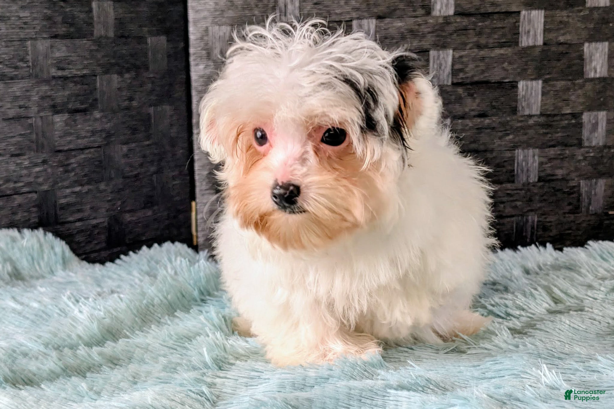 Havapoo dogs Pixie - Ad 2