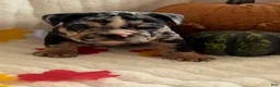 English Bulldog dogs for sale: Snoopy  - Ad 6