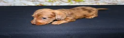 Miniature Dachshund dogs for sale: Zelda - Ad 12