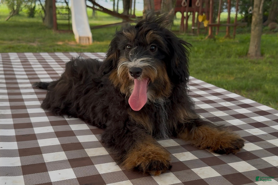 Mini Bernedoodle dogs Raphael - Ad 40