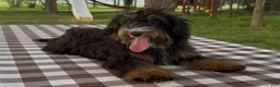 Mini Bernedoodle dogs for sale: Raphael - Ad 1