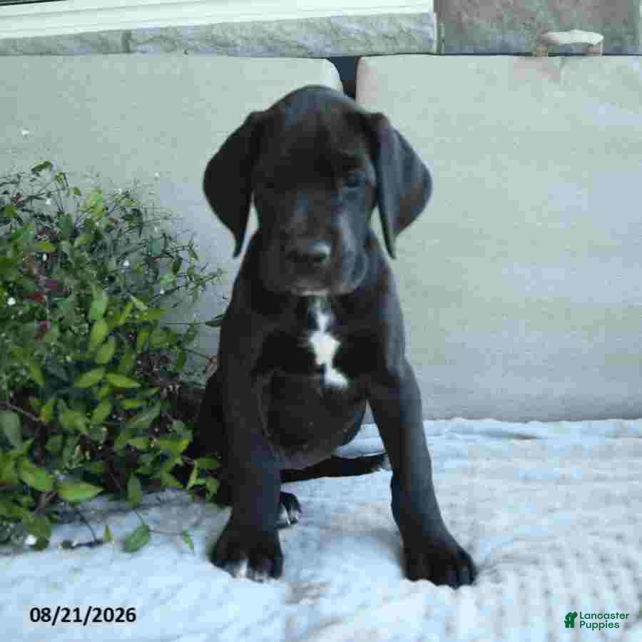 Great Dane dogs Indie - Ad 2