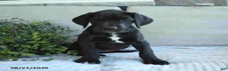 Great Dane dogs for sale: Indie - Ad 7