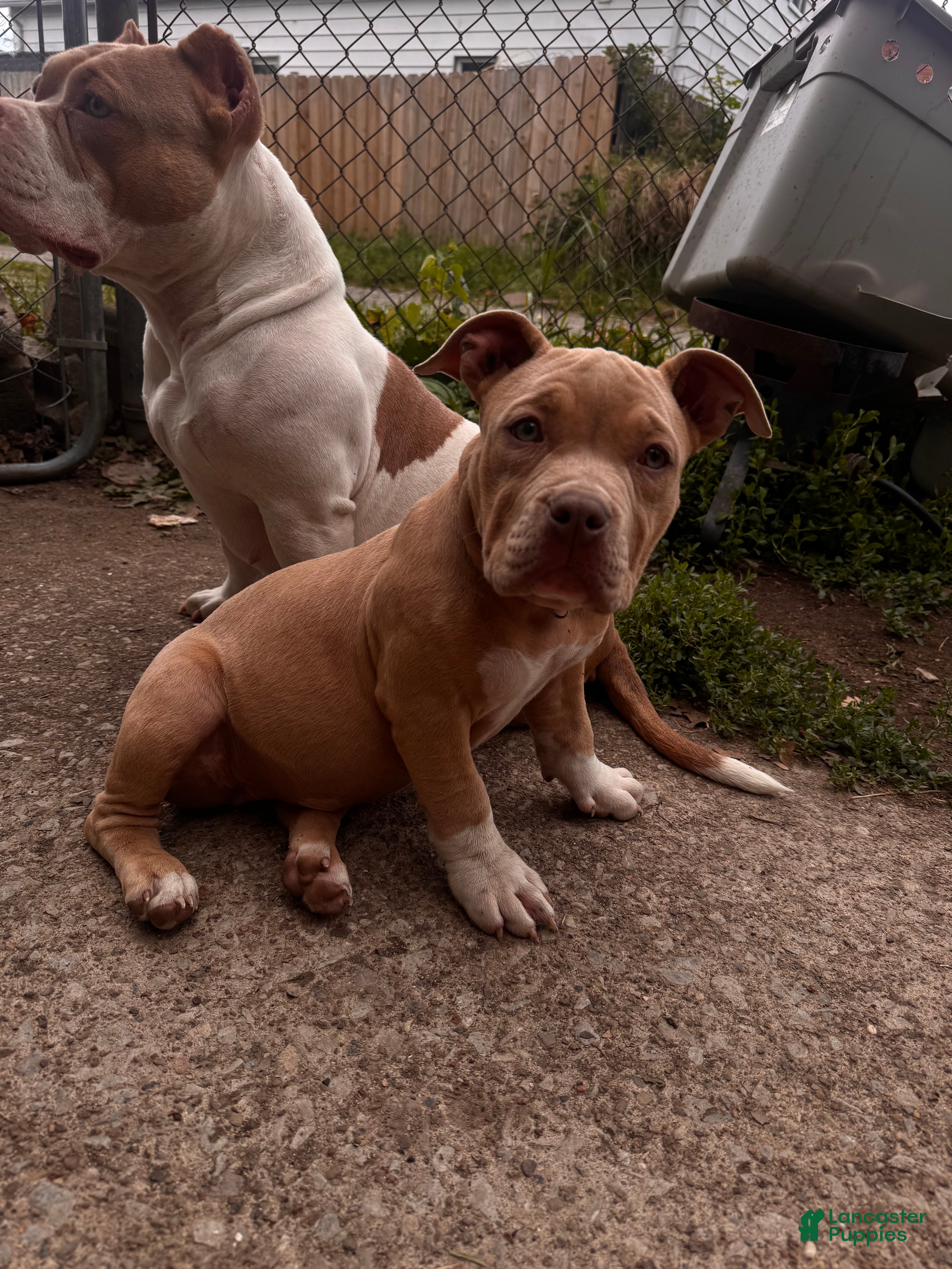 American Bully dogs American Bully Puppy 4 - Ad 2