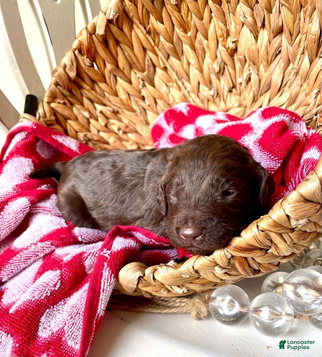 Goldendoodle dogs for sale: Mr blue - Ad 3