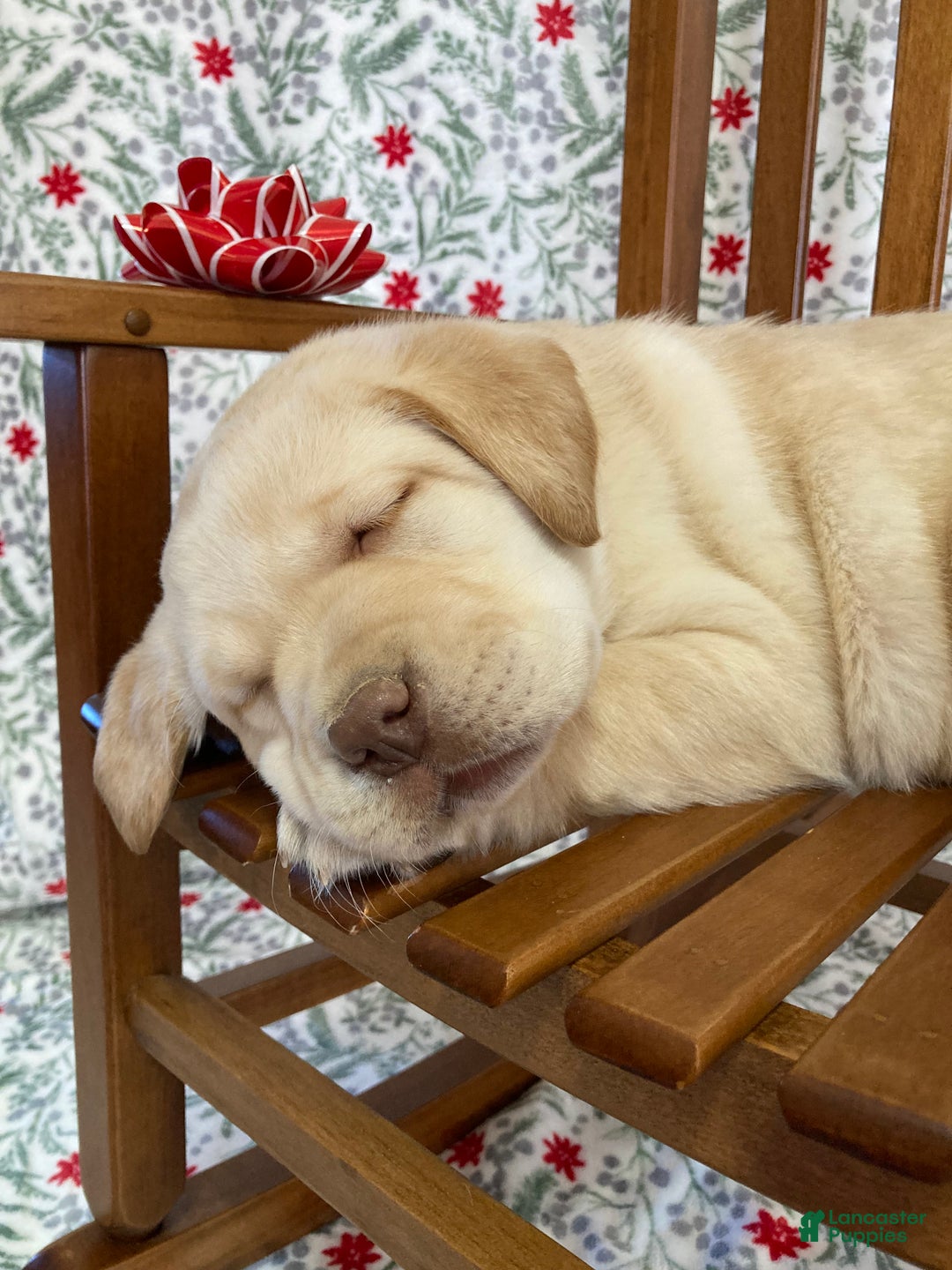 Labrador Retriever dogs for sale: Milfred - Ad 1