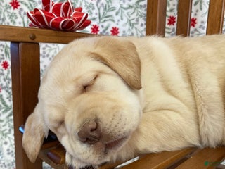 Labrador Retriever dogs Milfred - Ad 12