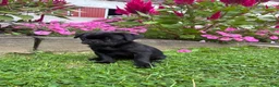Pug dogs for sale: Penny - Ad 3