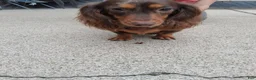 Dachshund dogs for sale: Meeka - Ad 5