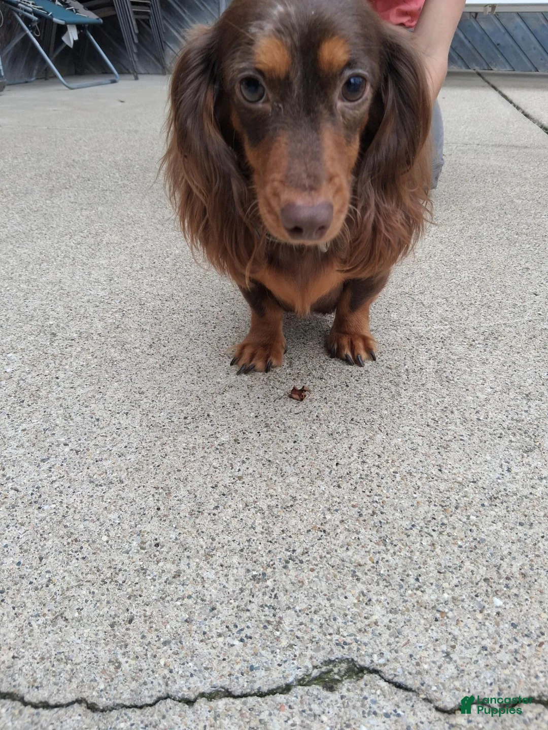 Dachshund dogs for sale: Maisy - Ad 6