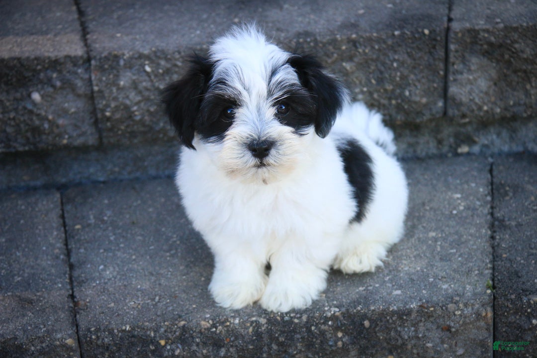 Havanese dogs Libby Havanese  - Ad 2