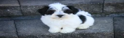 Havanese dogs for sale: Libby Havanese  - Ad 2