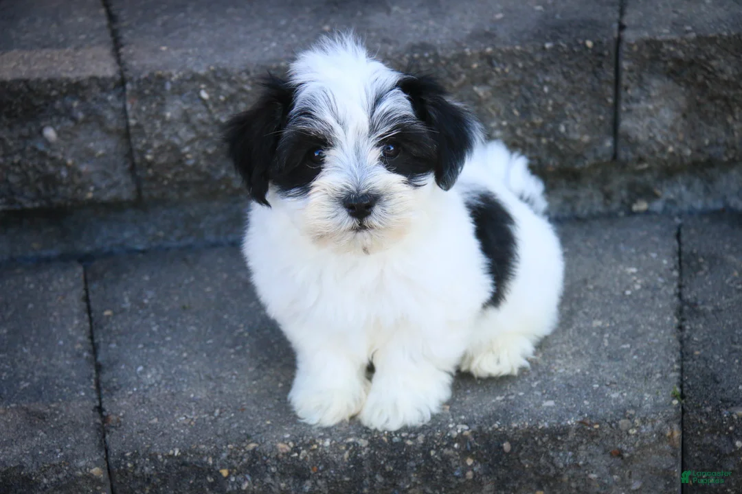 Havanese dogs for sale: Libby Havanese  - Ad 2