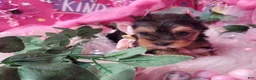 Yorkshire Terrier dogs for sale: Loveable - Ad 4