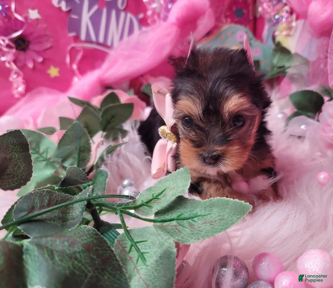 Yorkshire Terrier dogs for sale: Loveable - Ad 4