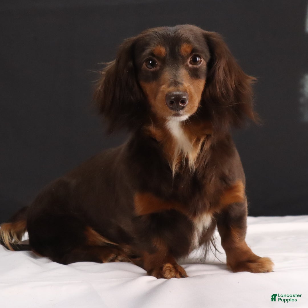 Dachshund dogs for sale: Dachshund Puppy 1 - Ad 12