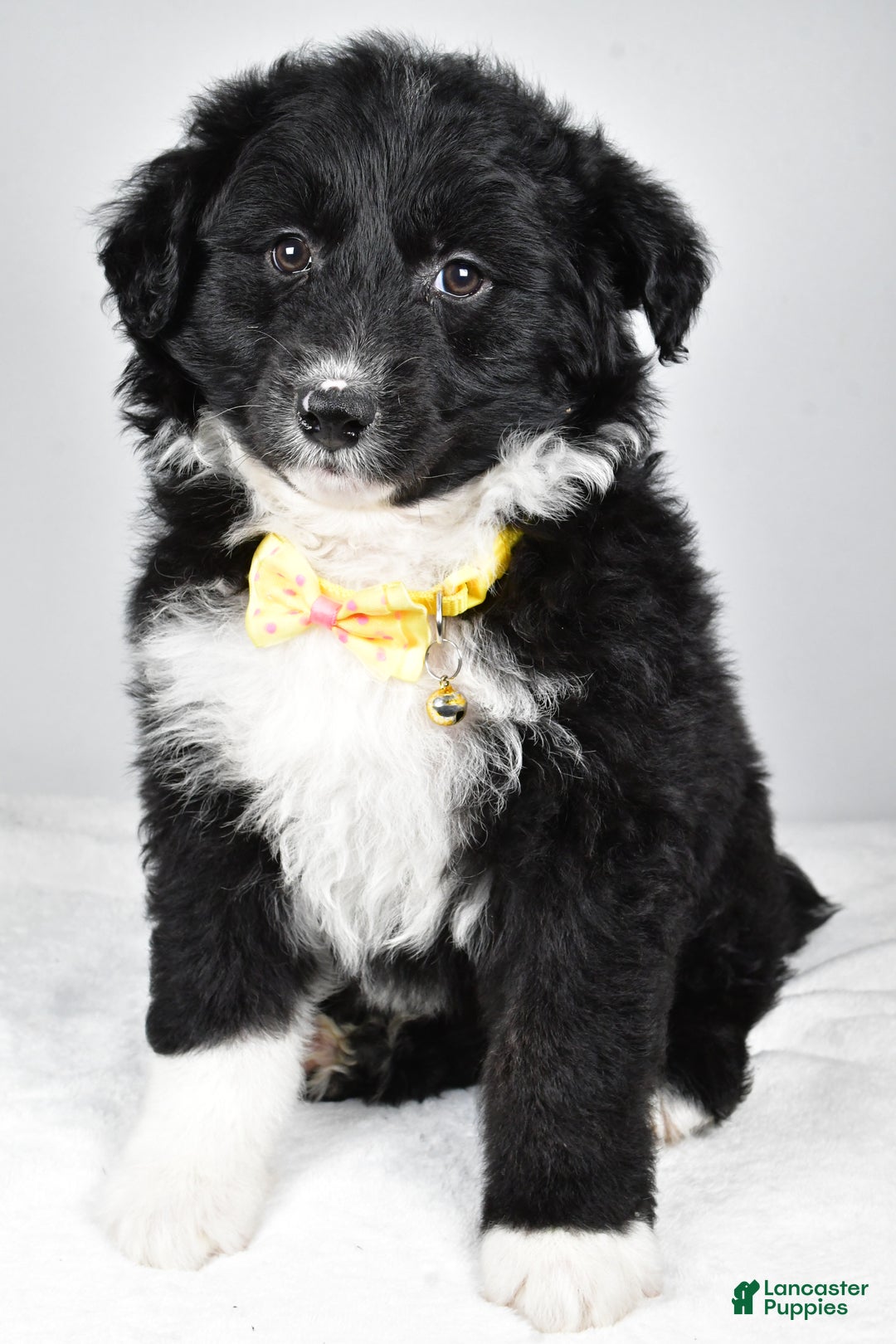 Mixed Breed dogs for sale: Poochie - Ad 5