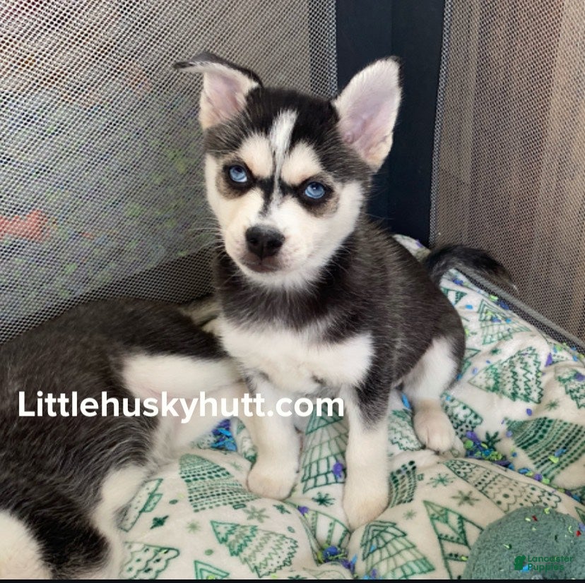 Pomsky dogs Buck Eye  - Ad 9