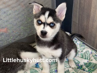 Pomsky dogs Buck Eye - Ad 6