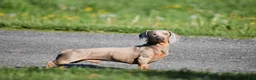 Dachshund dogs for sale: Matt - Ad 4