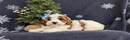 Cavapoo dogs for sale: Ariana Hypoallergenic - Ad 5