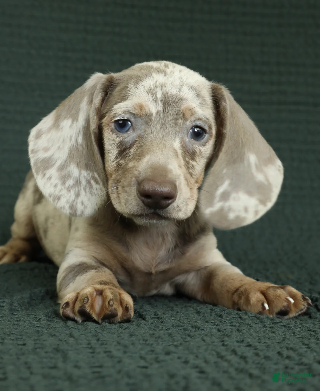 Miniature Dachshund dogs for sale: Palmer - Ad 2