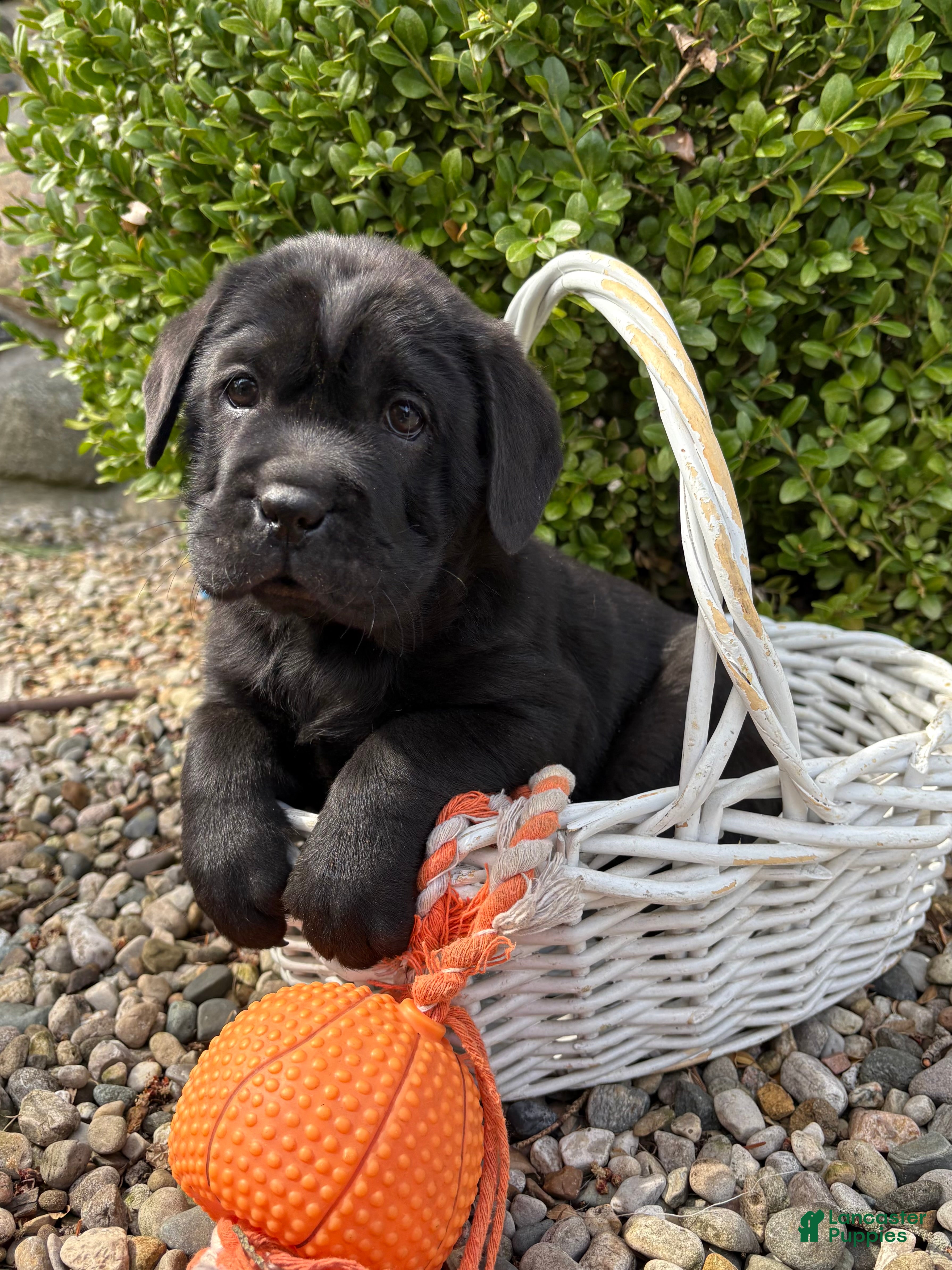 Mini Hippo dogs Infinity - Ad 2