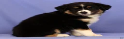 Miniature Australian Shepherd dogs for sale: Bethany - Ad 3