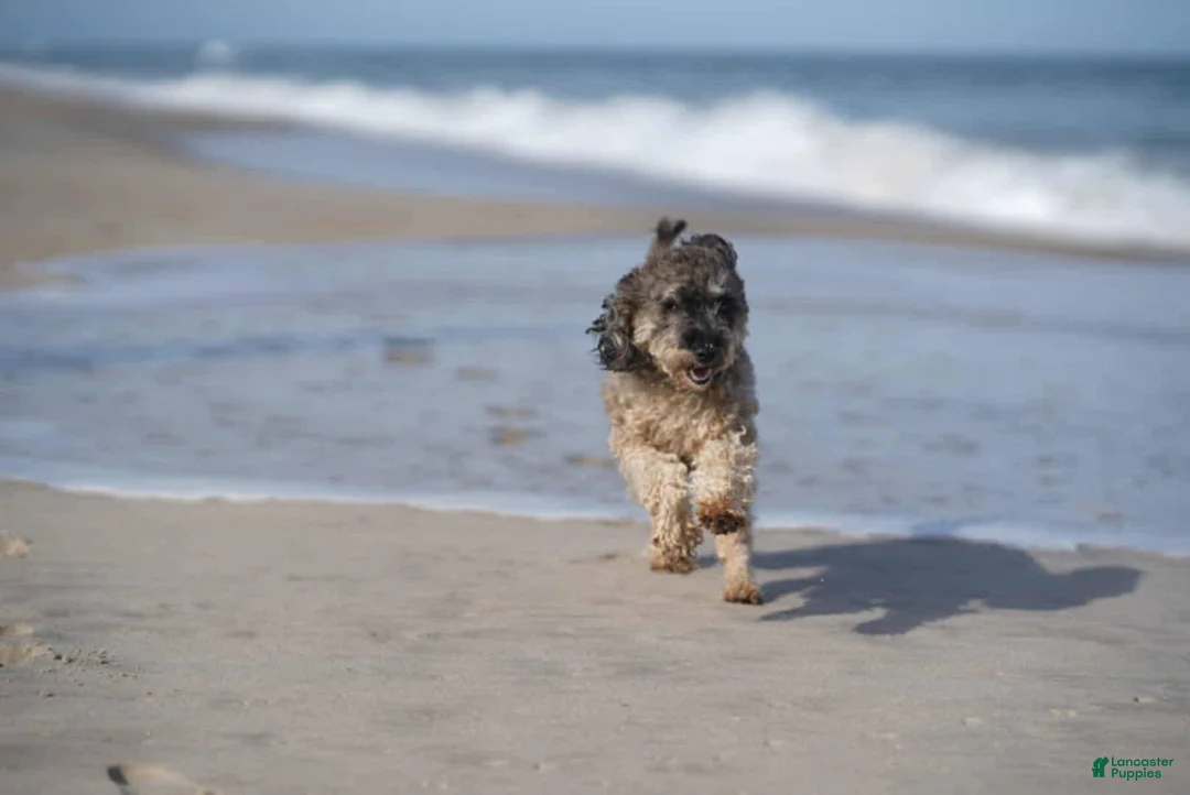 Mini Goldendoodle dogs for sale: Aspen - Ad 10