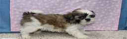 Shih Tzu dogs for sale: Julane - Ad 4