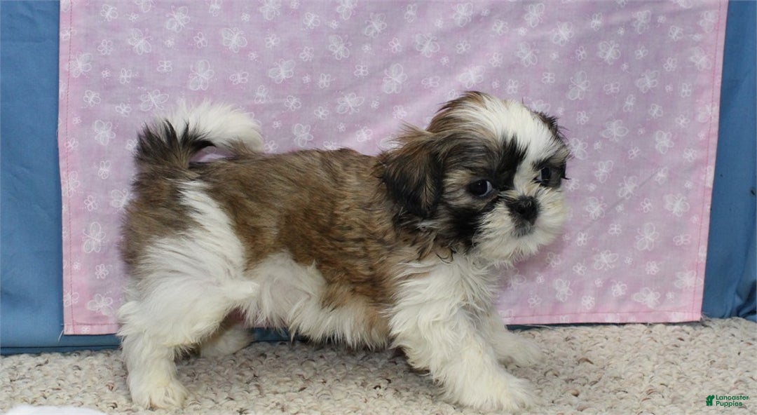 Shih Tzu dogs for sale: Julane - Ad 4
