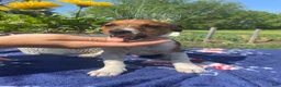 Jack Russell Terrier dogs for sale: Eddie - Ad 3