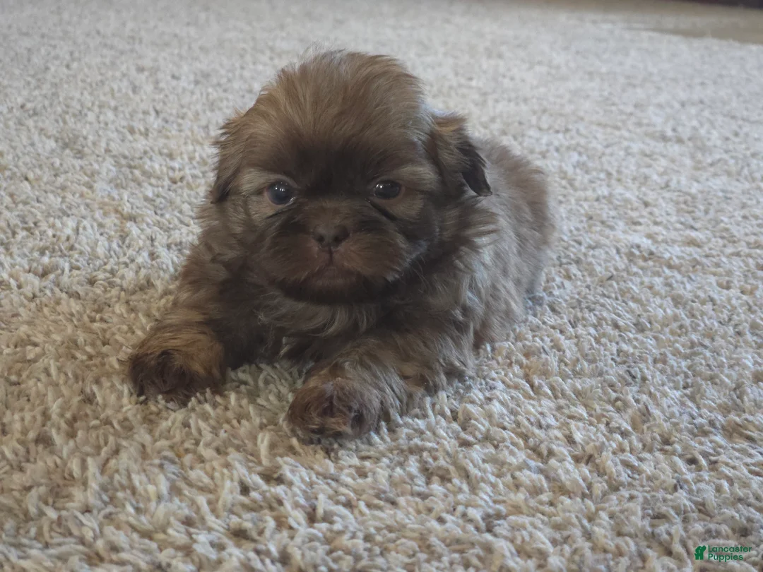 Shih Tzu dogs for sale: Fernando  - Ad 5