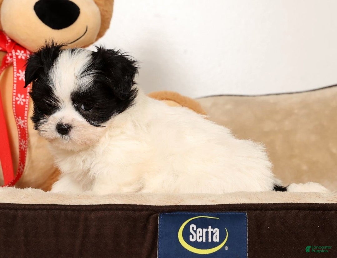 Malshi dogs for sale: Itzy - Ad 7