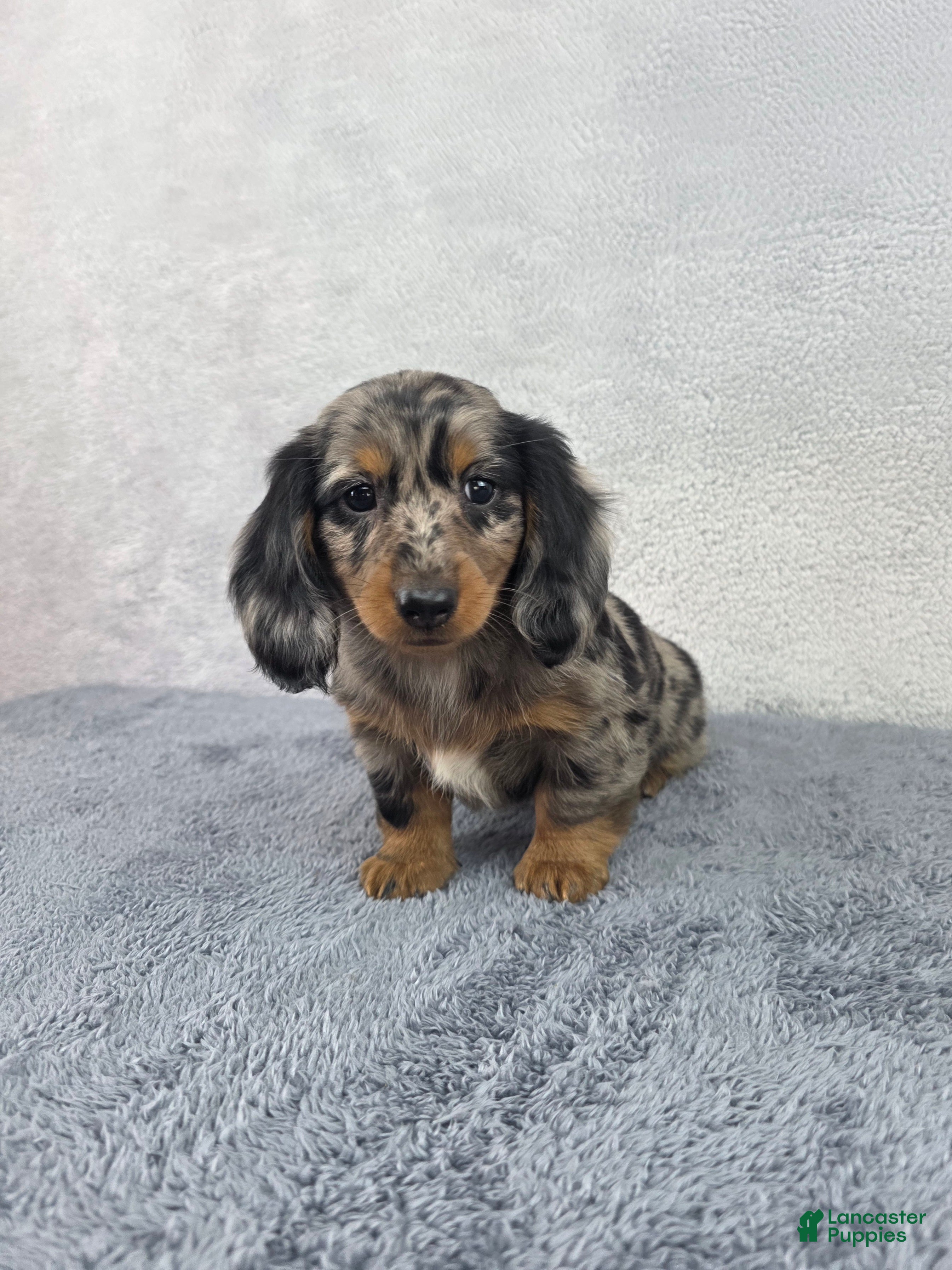 Miniature Dachshund dogs Pixie - Ad 1