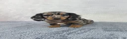 Miniature Dachshund dogs for sale: Pixie - Ad 1