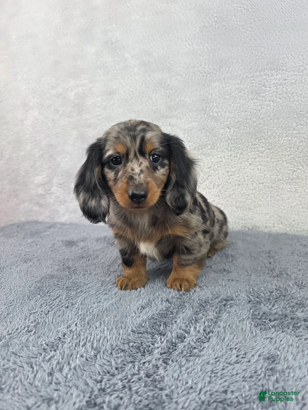 Miniature Dachshund dogs for sale: Pixie - Ad 1