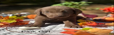 Labrador Retriever 2