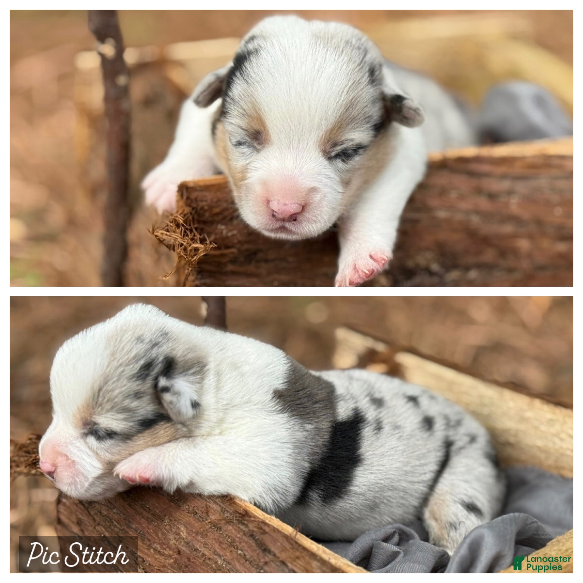 Mixed Breed dogs Merle Boy - Ad 9