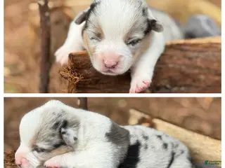 Mixed Breed dogs Merle Boy - Ad 9