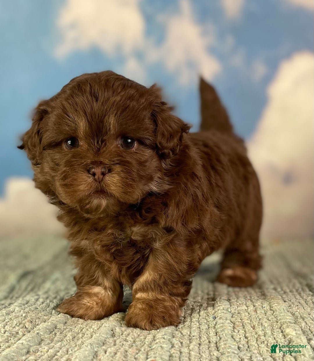 Mixed Breed dogs for sale: Mocha - Ad 3