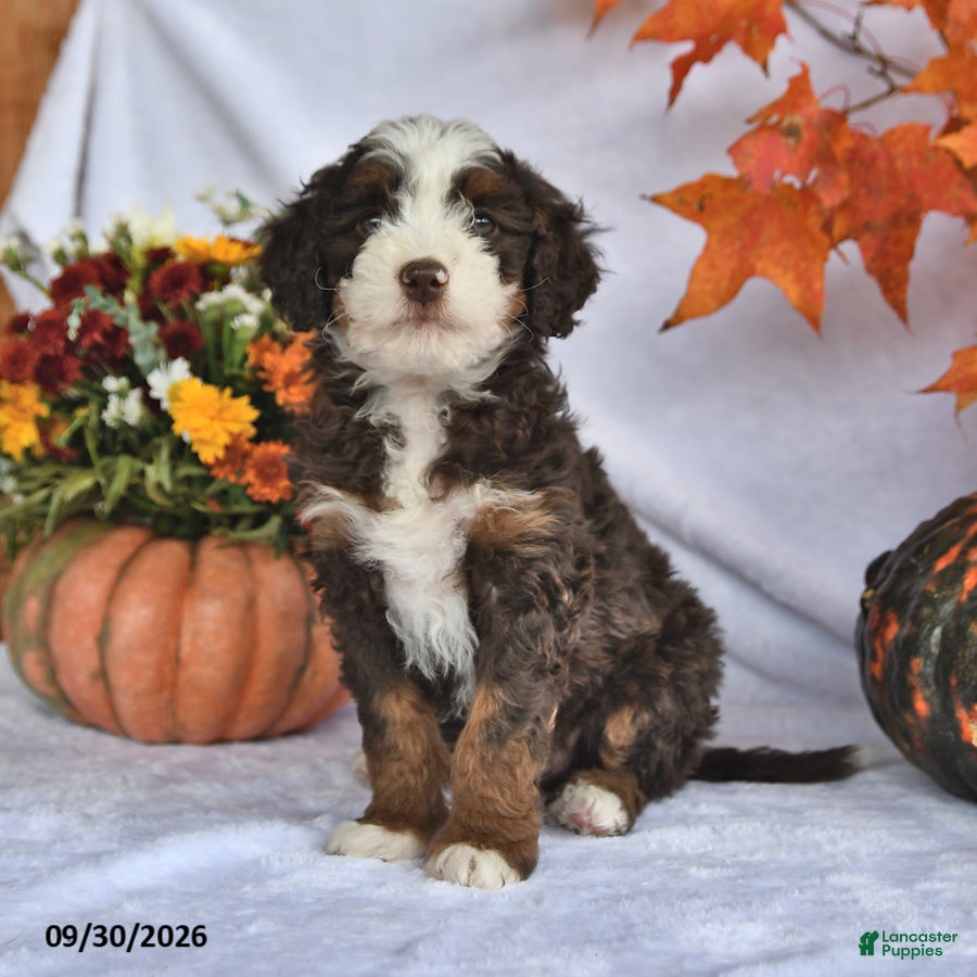 Bernedoodle dogs Conner - Ad 1