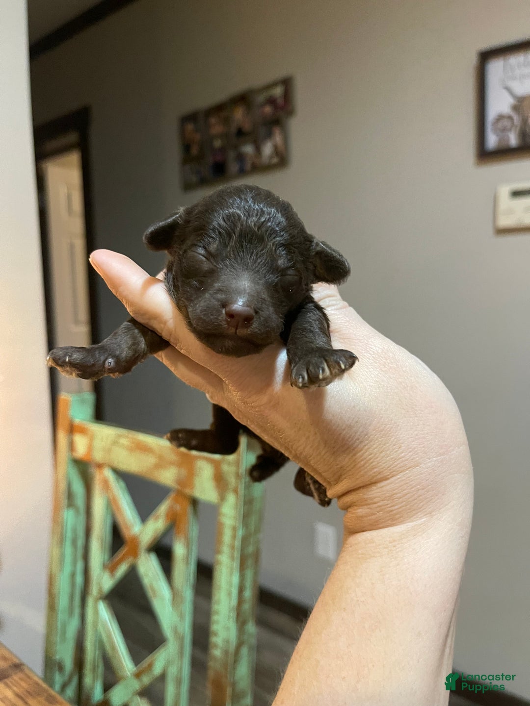 Miniature Poodle dogs for sale: Akc Clear Chocolate Phantom Boy 1 - Ad 6