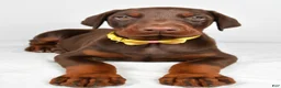 Doberman Pinscher dogs for sale: Lance - Ad 4